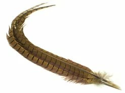 FTS Kultafasaanin Pyrstö