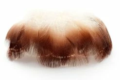 Veniard MALLARD DUCK DRAKE BROWN